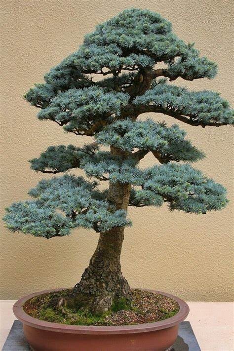 Bonsai Blue Spruce seeds 5 count~ hobby~ stress relief