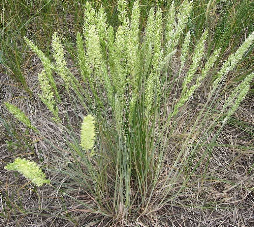 250 SEEDS – june grass – PERENNIAL ORNAMENTAL – GroCo* USA – BUY 15-SHIPS FREE