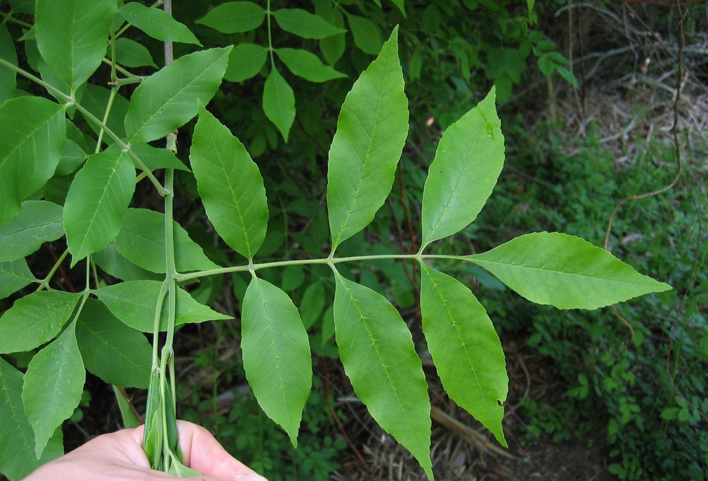 3 Green Ash Tree 12-24″ Fraxinus pennsylvanica Bare Root