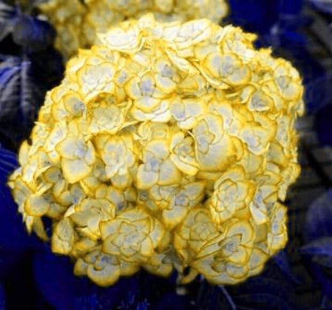 20 EXOTIC RARE HYDRANGEA SEEDS for garden bloom flower bed plant bush USA SELLER