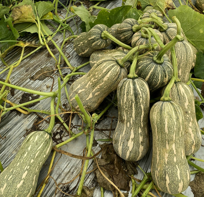 Striped Butternut Squash Seeds,Hạt Giống Bí Hạt Đậu F1 – NON-GMO