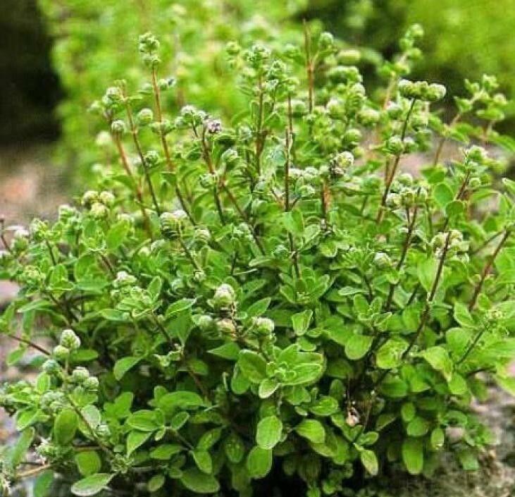 1000+Sweet Marjoram Seeds Knotted Marjoram Majorana Perennial Herb USA