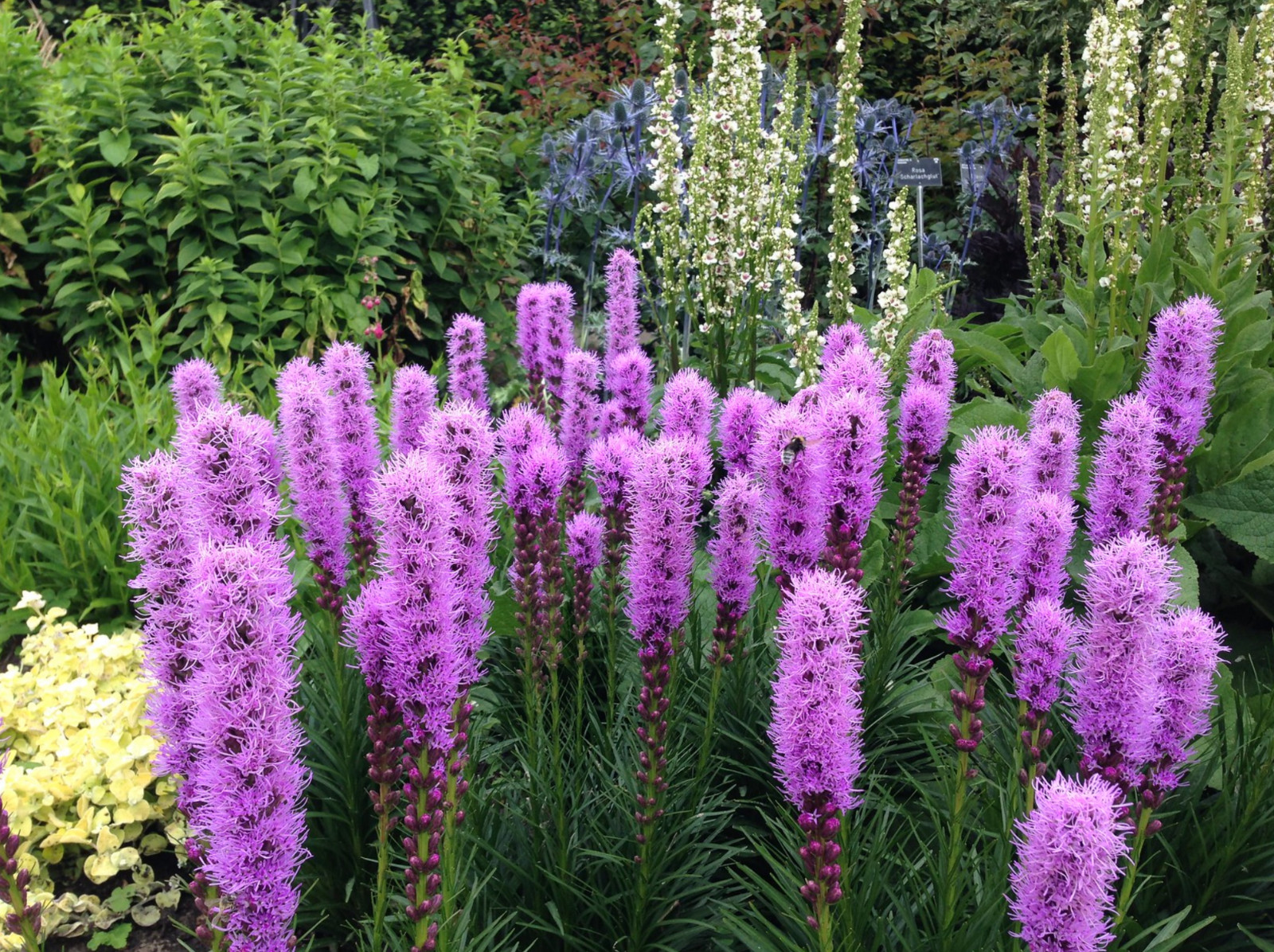 Liatris Spicata – Kobold Strain seed