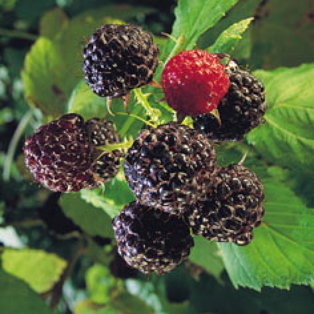 1 plant of “Black Delicious” a new Black Raspberry Rubus occidentallis