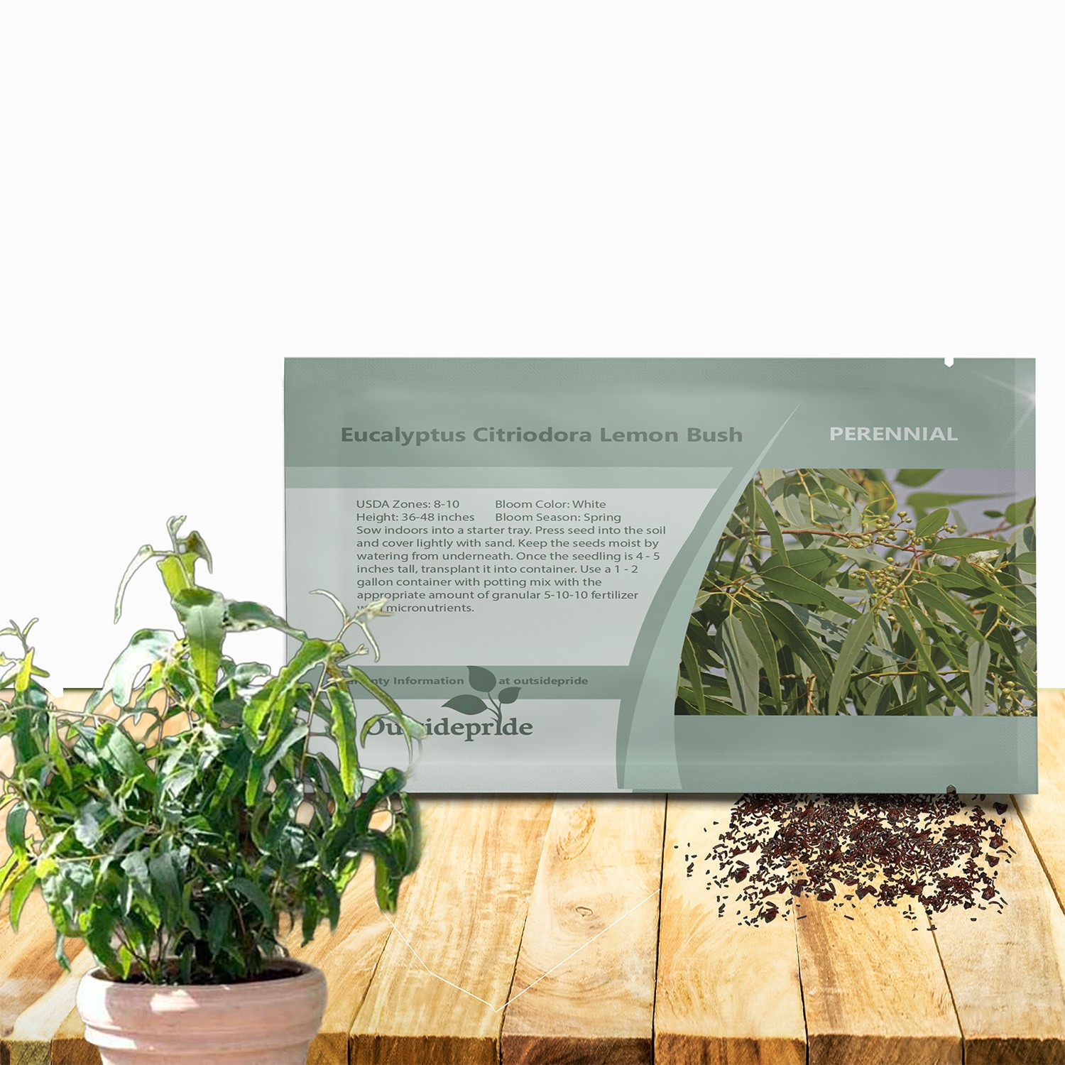 25 Seeds Drought Tolerant Eucalyptus Citriodora Lemon Bush Garden Plant Seed