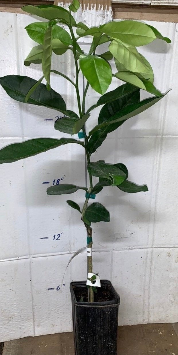 California only!! Tango Mandarin Tree 24-36 inches tall, grafted dwarf tree