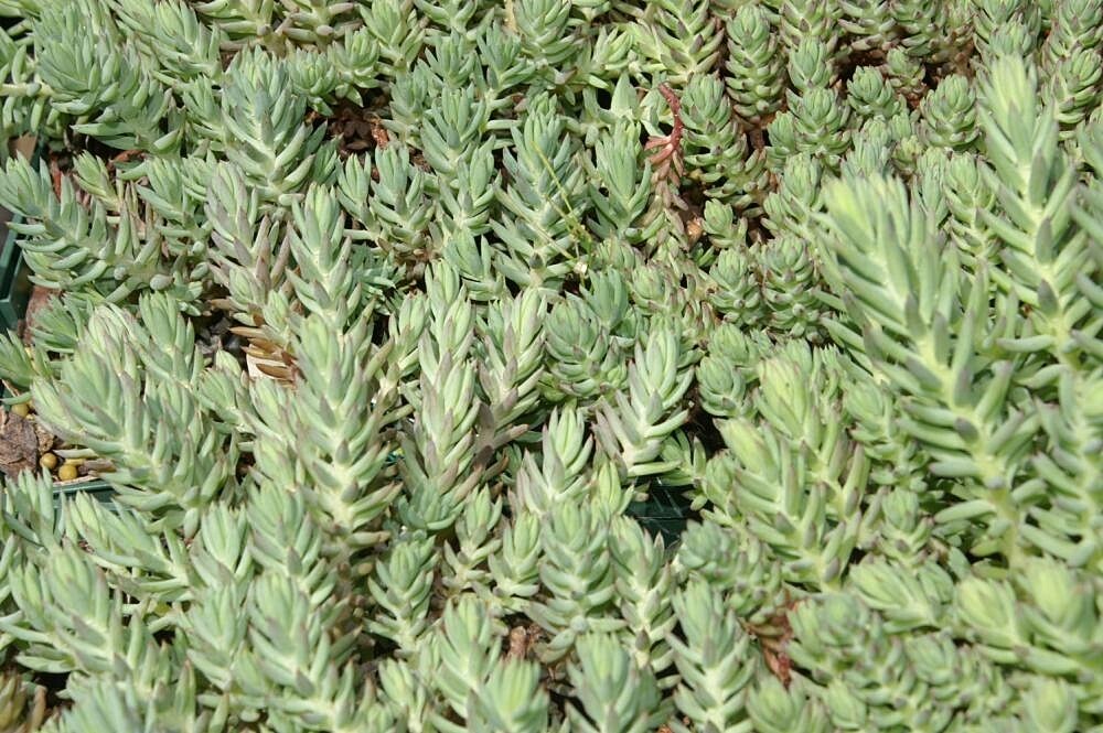 SEDUM BLUE SPRUCE 200 SEEDS, HARDY SEDUM, YELLOW FLOWERS IN SUMMER, EZ TO GROW.