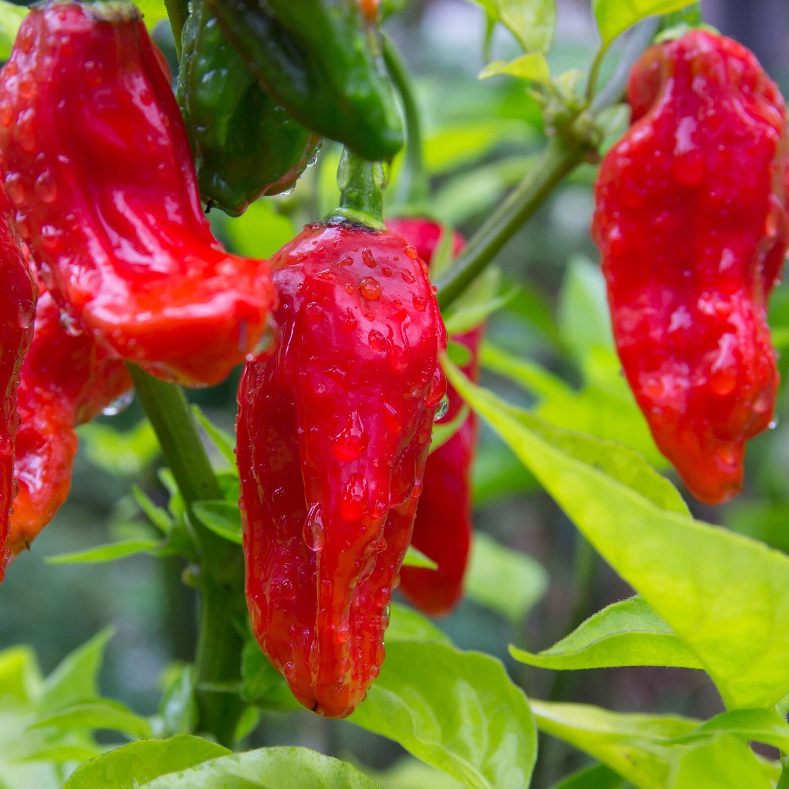 20+ Ghost Pepper Seeds – Sow What Gardens – Free Shipping! 🌶️