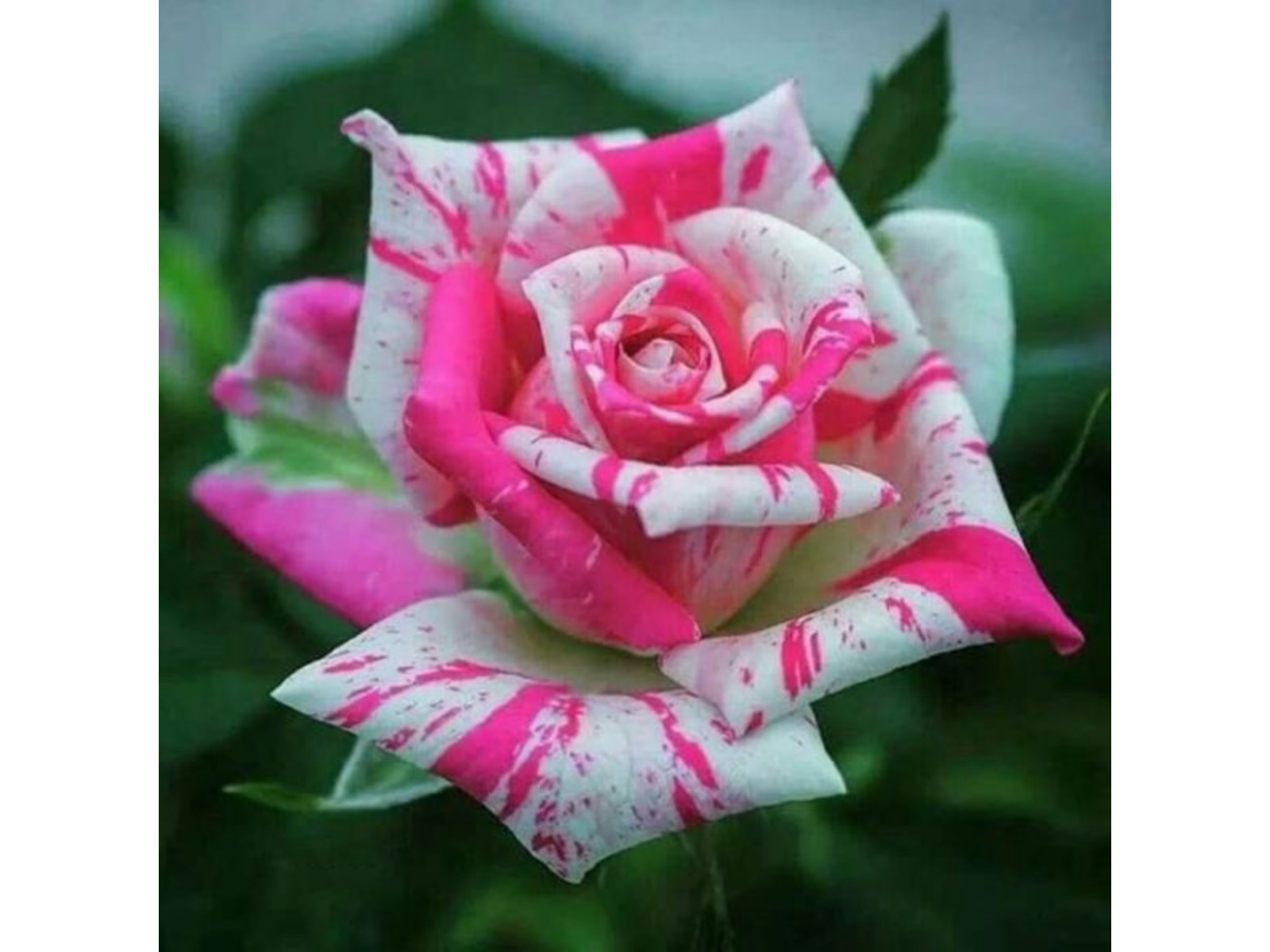30+ Seeds| Mix Perennial Rose Seeds- Asian #1060
