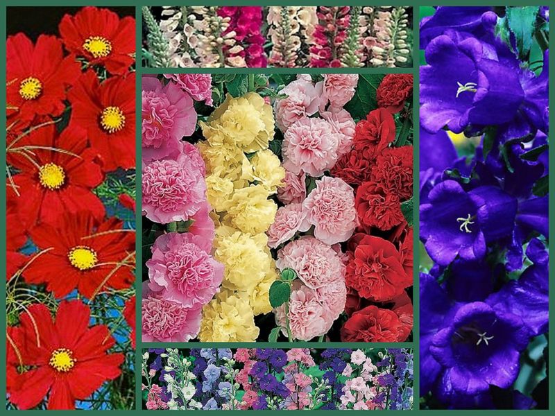 Old Timey Special, Tall Varieties, 5 Full Size Packs, Heirloom Flower Seeds