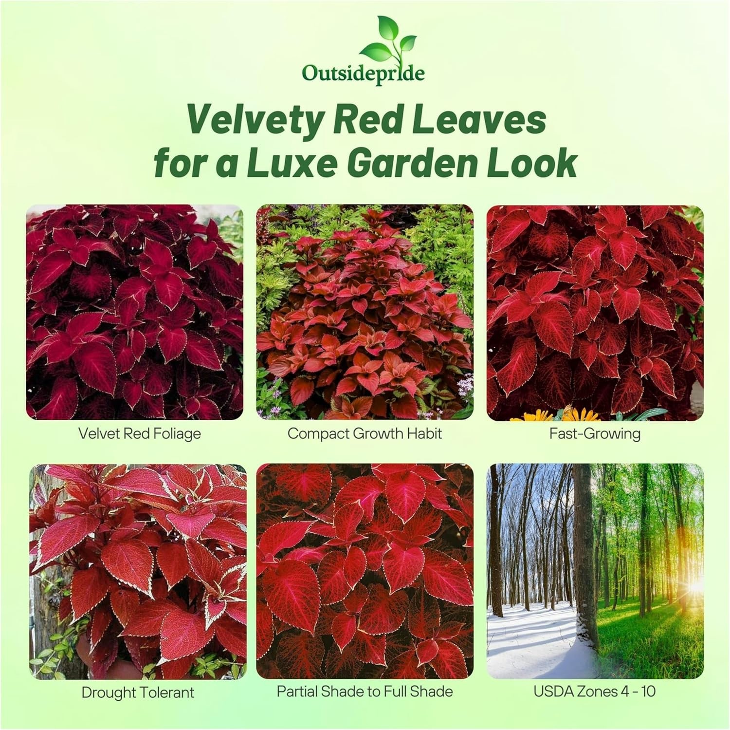 100 Seeds Wizard Red Velvet Coleus Seeds For Planting – Shade Garden Plants