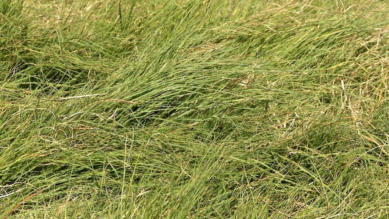 1001+BLUE GRAMA Seeds Native Prairie Grass Drought Poor Soils Low Maintenace