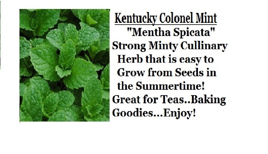 Kentucky Colonel MINT HERB 25 SEEDS USA Seller