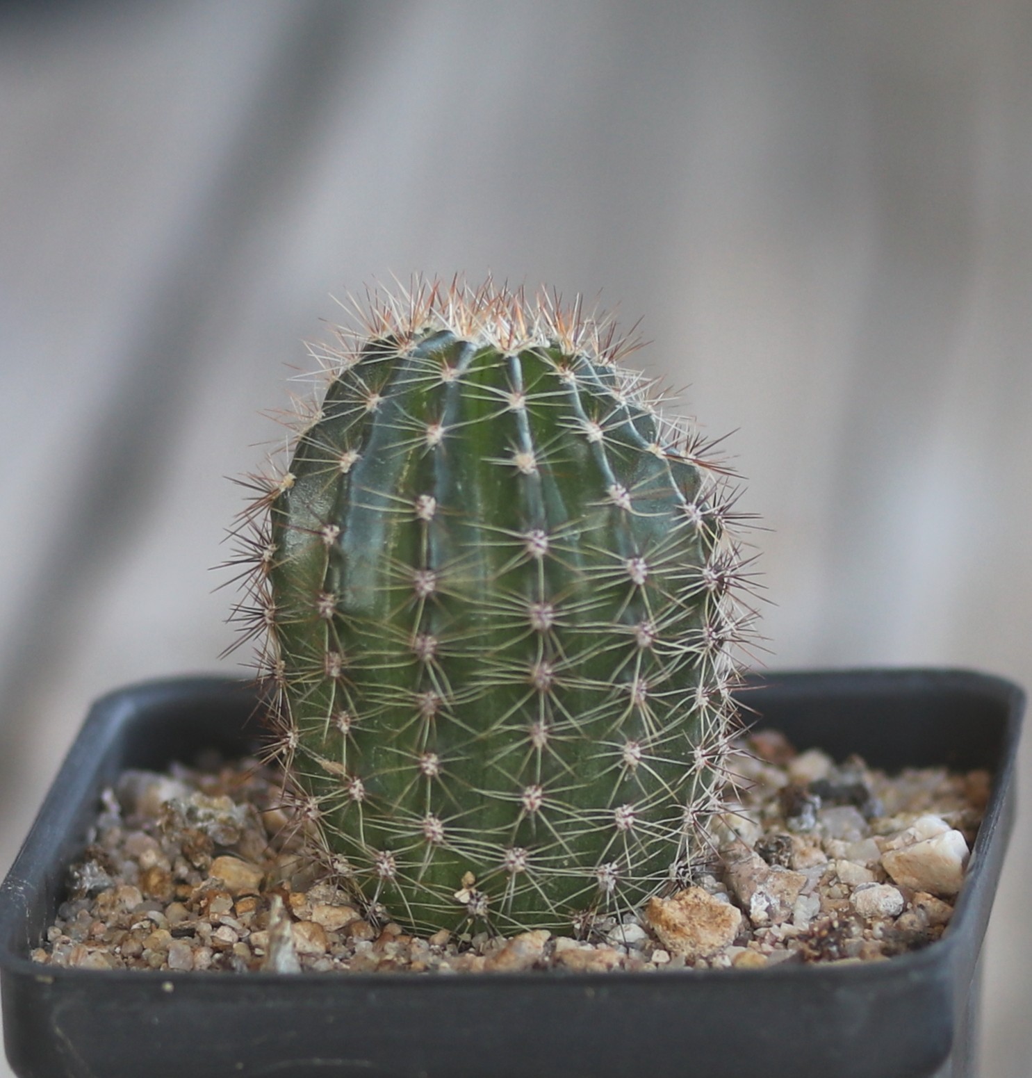 Echinopsis hybrid ‘Sierra Skyline’