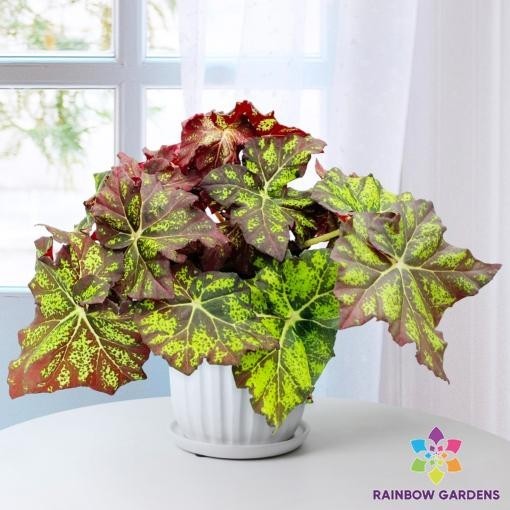 25+ Lime Truffle Begonia Seeds for Garden Planting – USA – FREE SHIPPING!