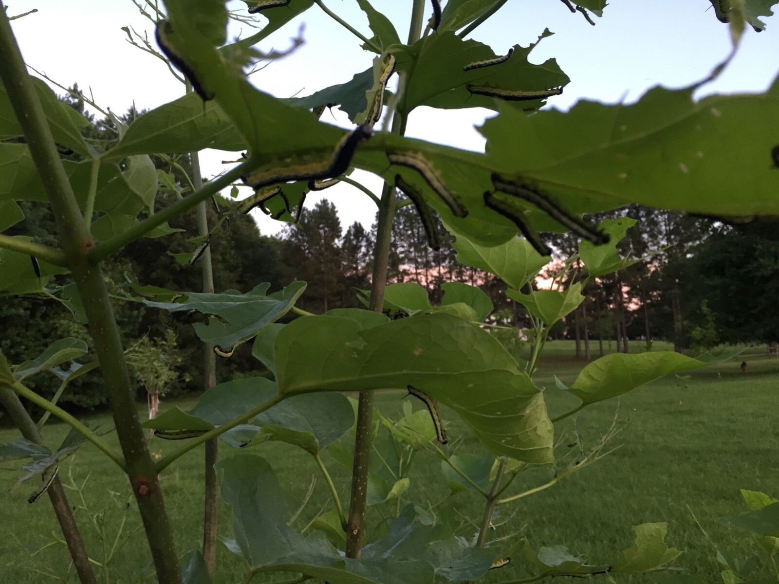 Catalpa, Southern Catalpa Tree Seeds, (For Raising Catalpa Worms) Catfish Candy