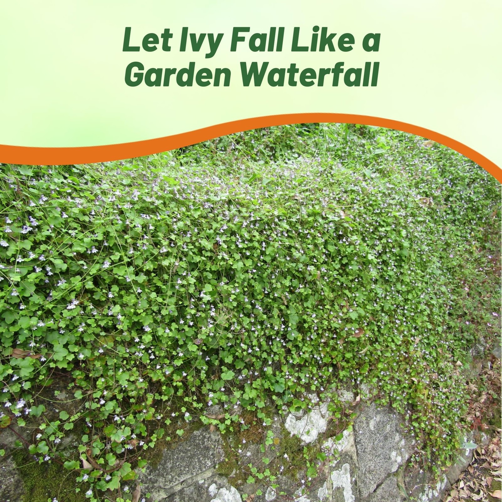 4000 Seeds Kenilworth Ivy Seeds – Cymbalaria Kenilworth Flowering Ivy Ground