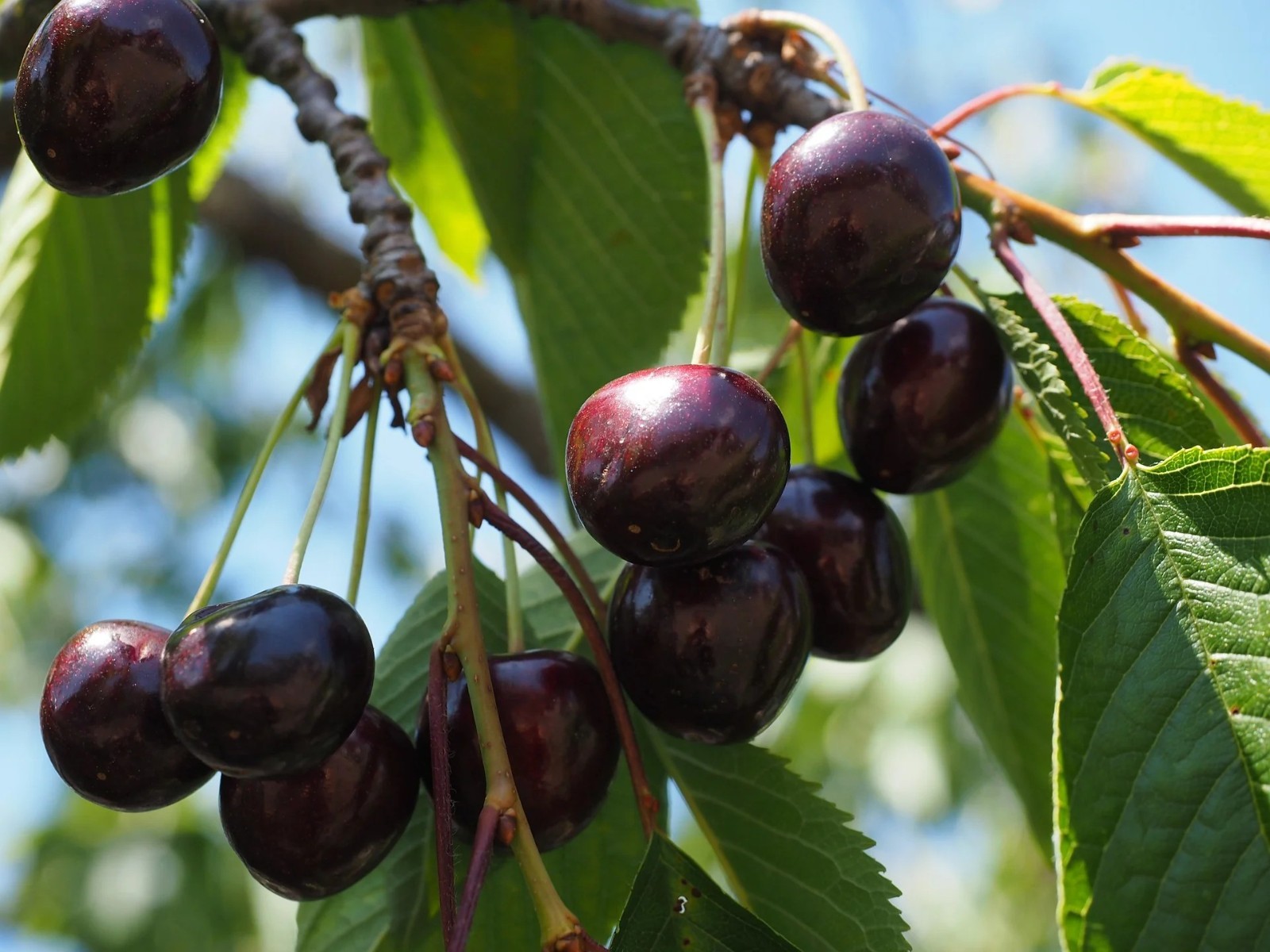 40 pcs Black Cherry Tree Seeds, Prunus Serotina Fruit Tree Seeds for Planting