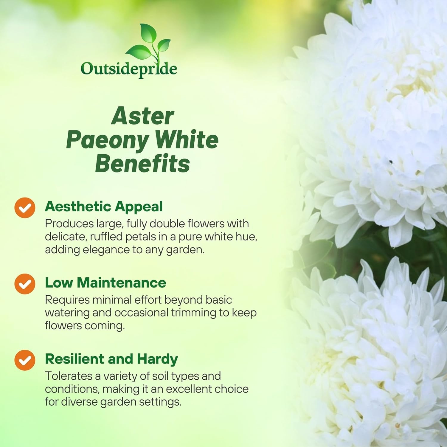 1000 Seeds Aster Seed – Aster Callistephus Paeony White Double Flower Seeds