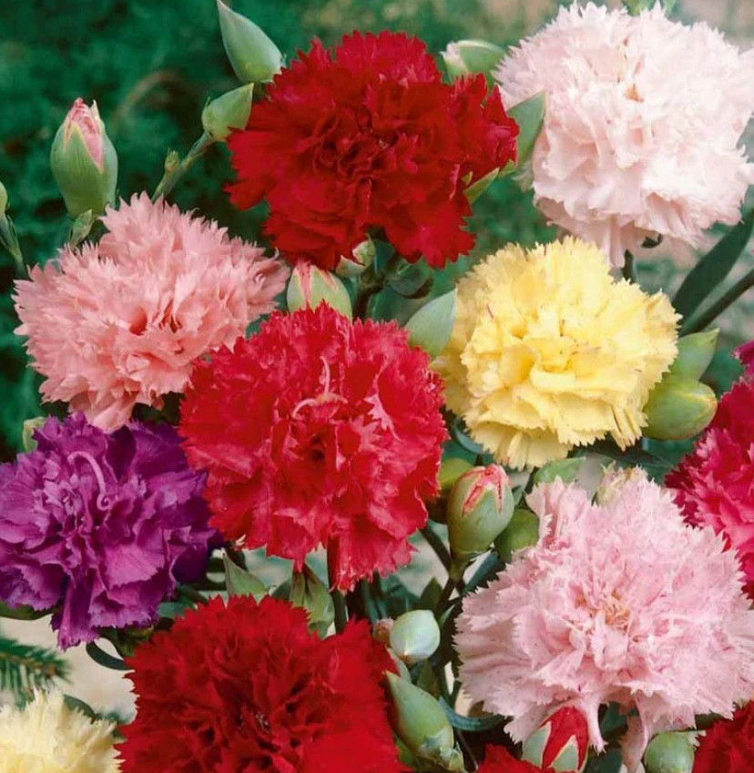 Carnation CHABAUD Mix Pollinators Fragrant Cut Flowers Florist Non-GMO 200 Seeds