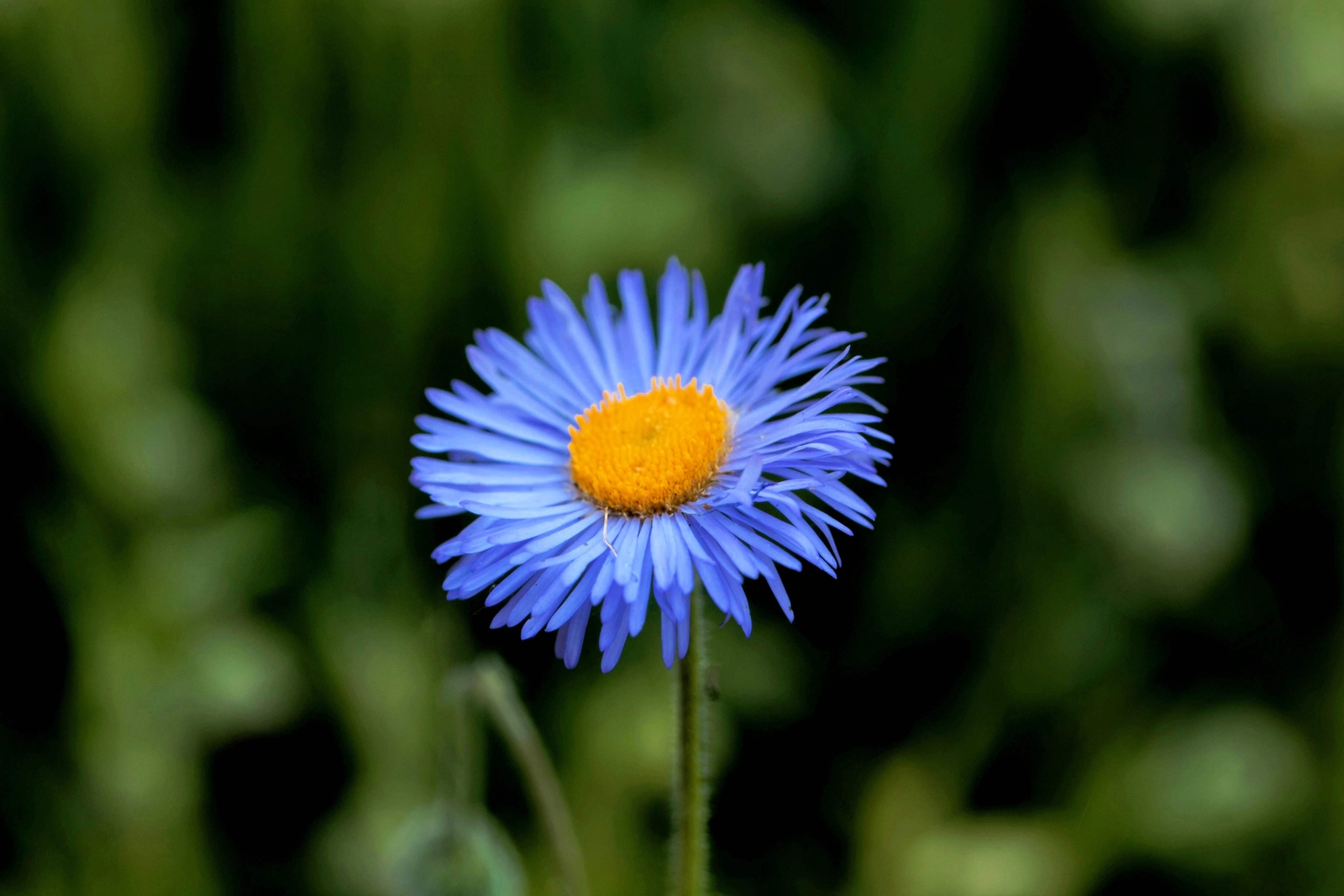 1000 BLUE FLEABANE DAISY (Dainty Aspen Fleabane) Erigeron Speciosus Flower Seeds