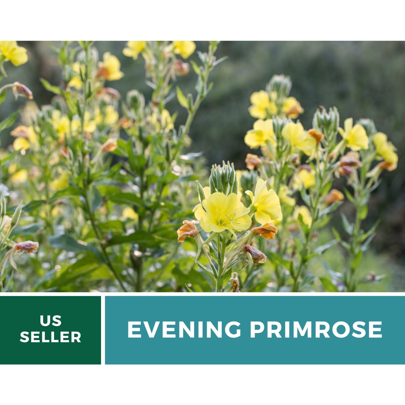 Evening Primrose seeds – Heirloom Flower (Oenothera biennis)