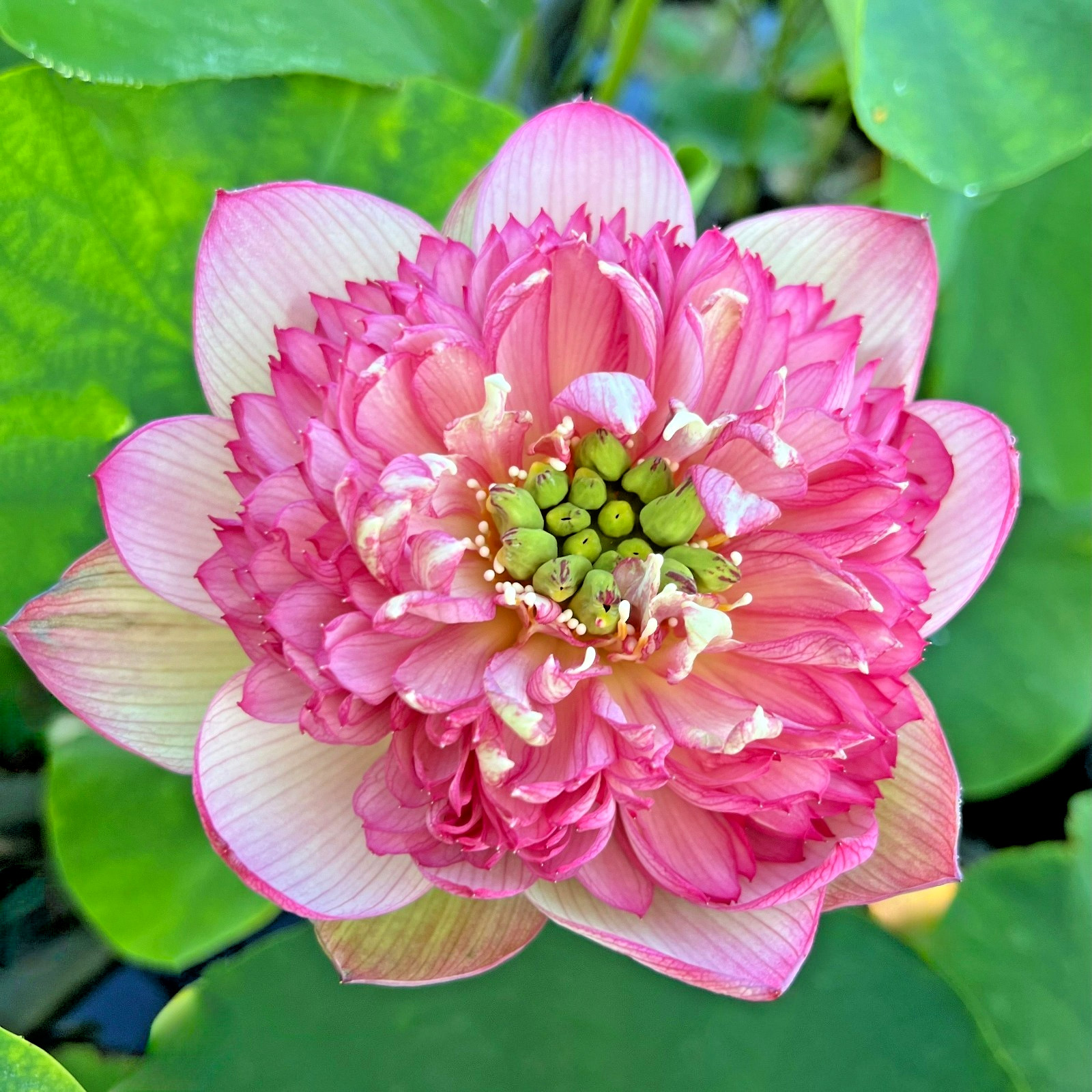 5 ROSE PINK LOTUS SEEDS – Nelumbo Nucifera