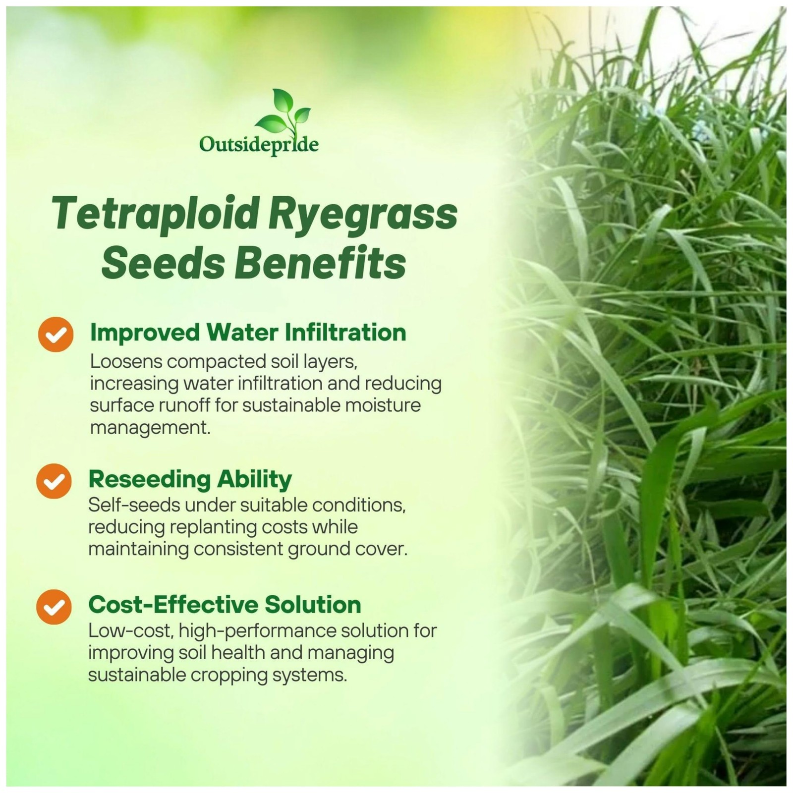 25 LBS Annual Ryegrass Seed – Cover Crop