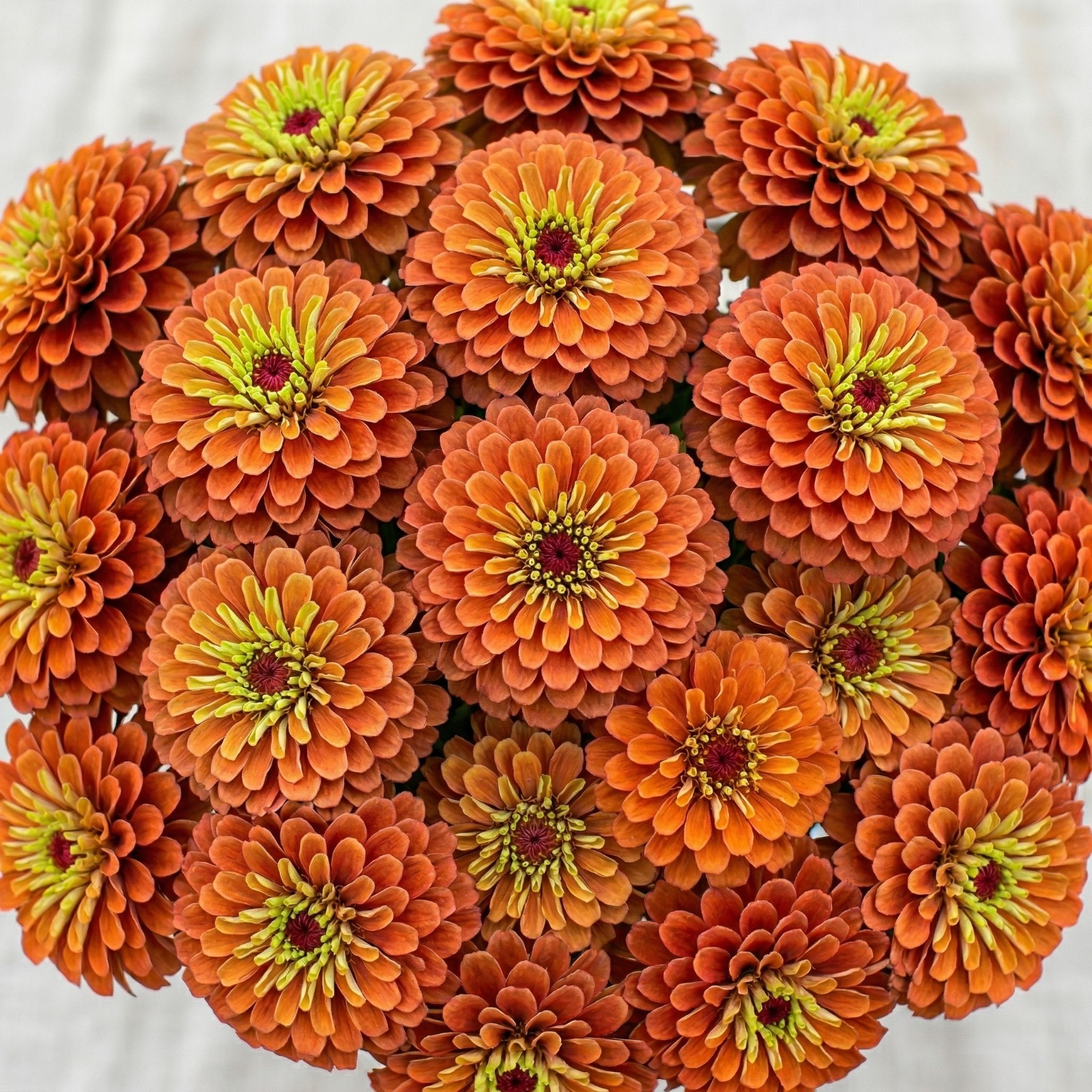 Zinnia QUEENY LIME ORANGE Cut Flower Garden Elegant Blooms Heirloom 25 Seeds
