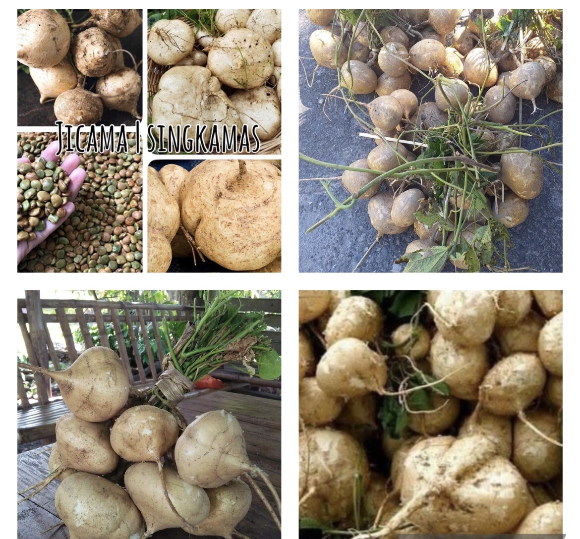 300+ SEEDS-Jicama/ Singkamas Seeds For Planting- USA SELLER