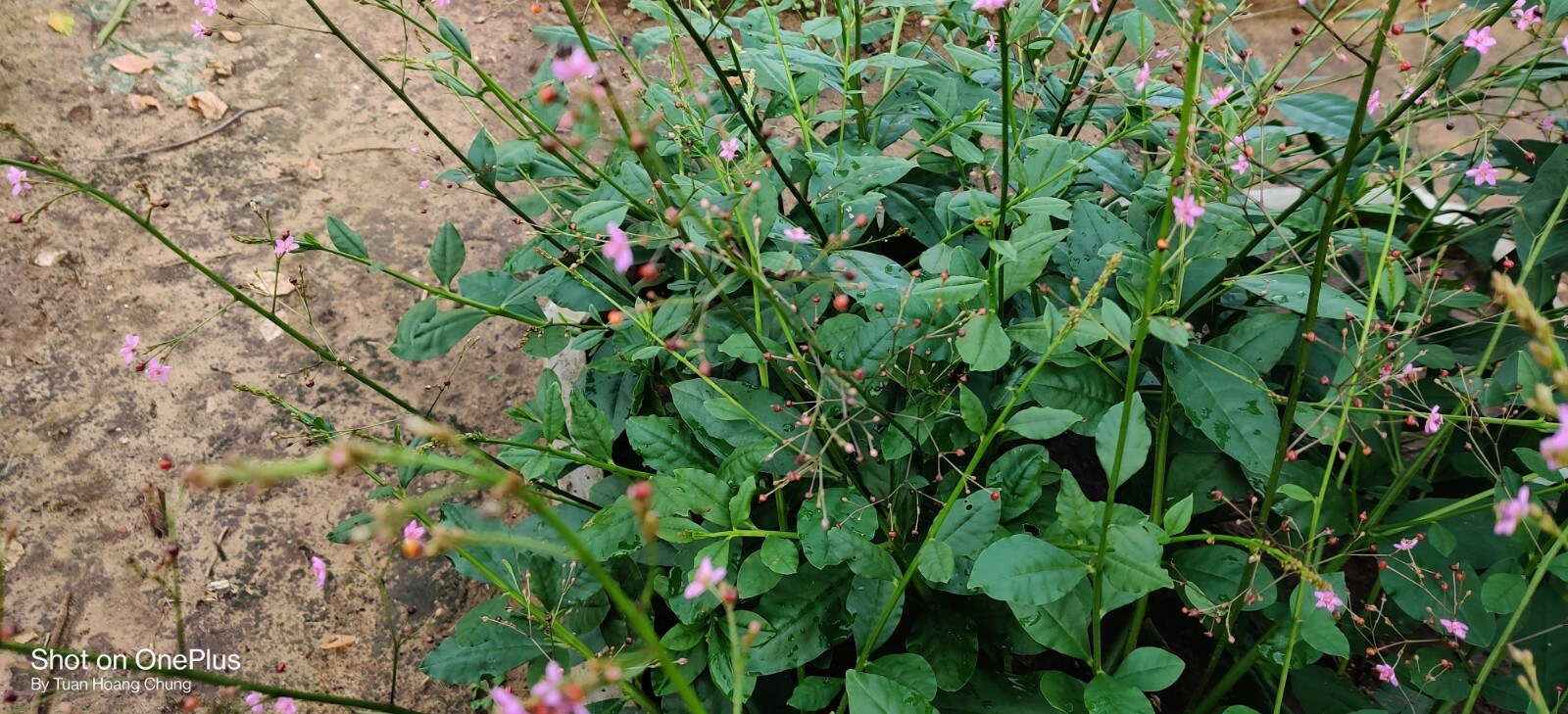 800+ Jewels of Opar / Talinum Paniculatum / Edible Herb Ginseng Seeds/ Sâm Đất