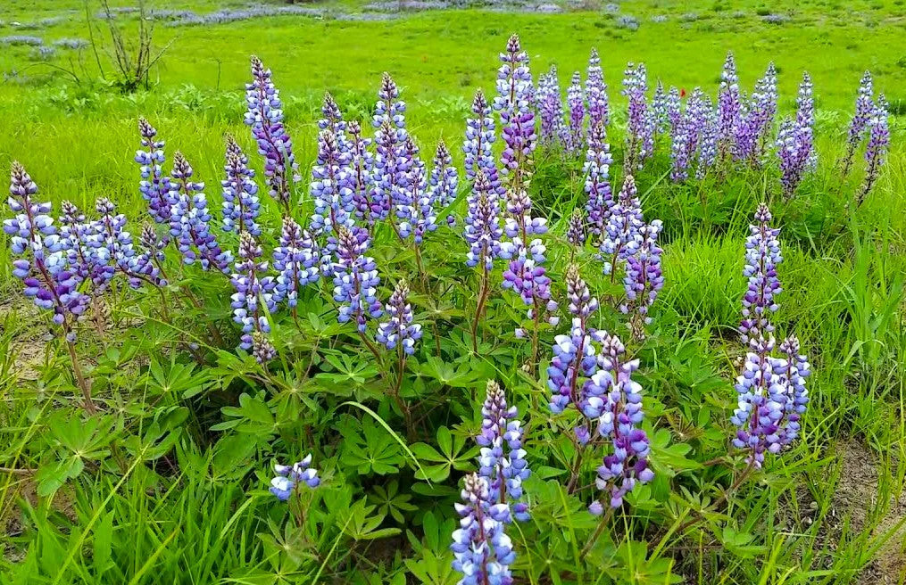 Blue Bonnet Perennial Lupine Seeds | Sundial Lupin Bluebonnet Flower Seed 2025