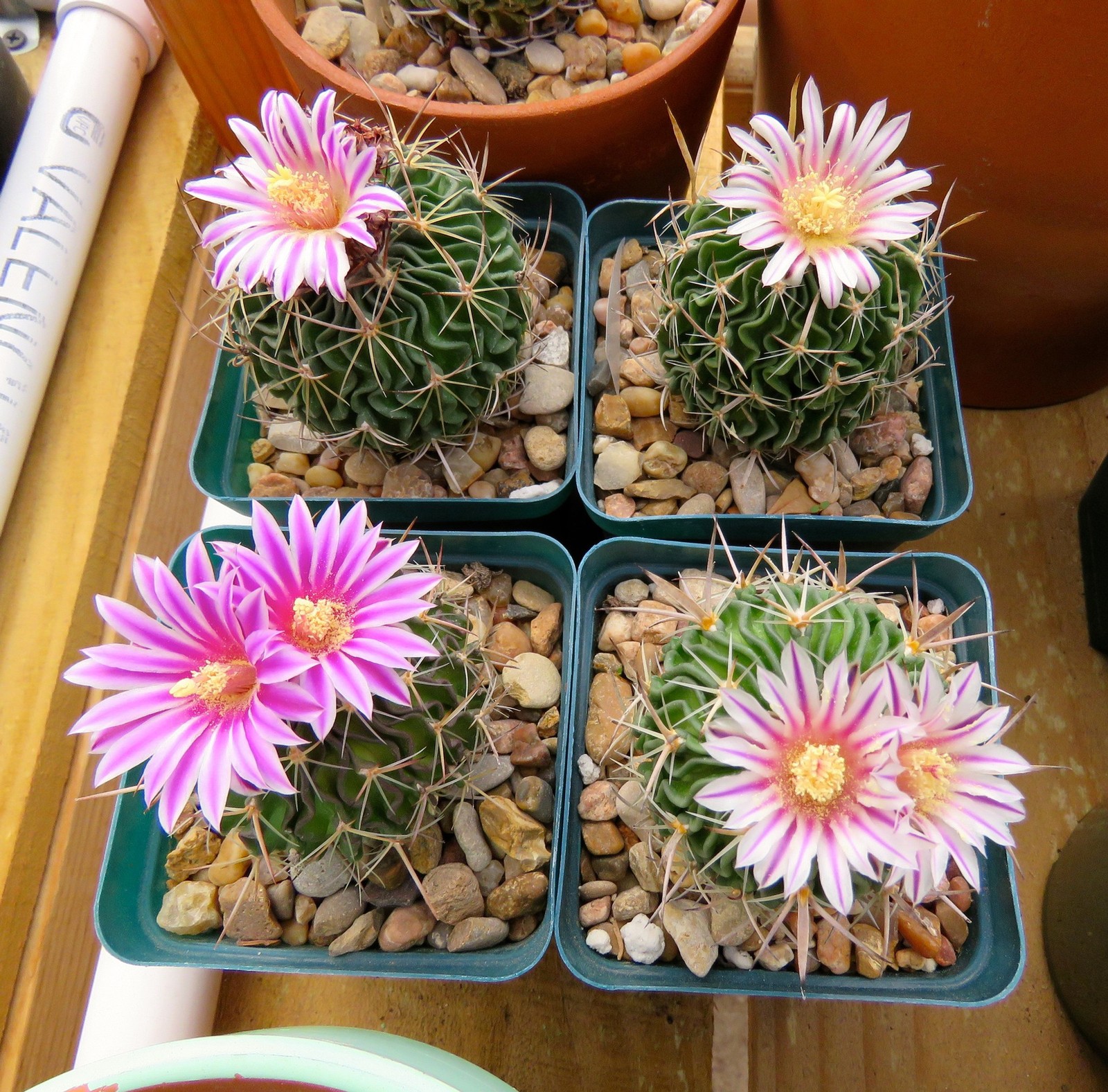Seed- Stenocactus multicostatus 25, 50 and 100 seeds (2024 harvest)