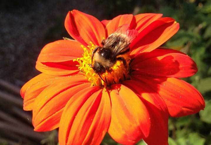 Tithonia rotundifolia | Mexican Sunflower| 100_Seeds