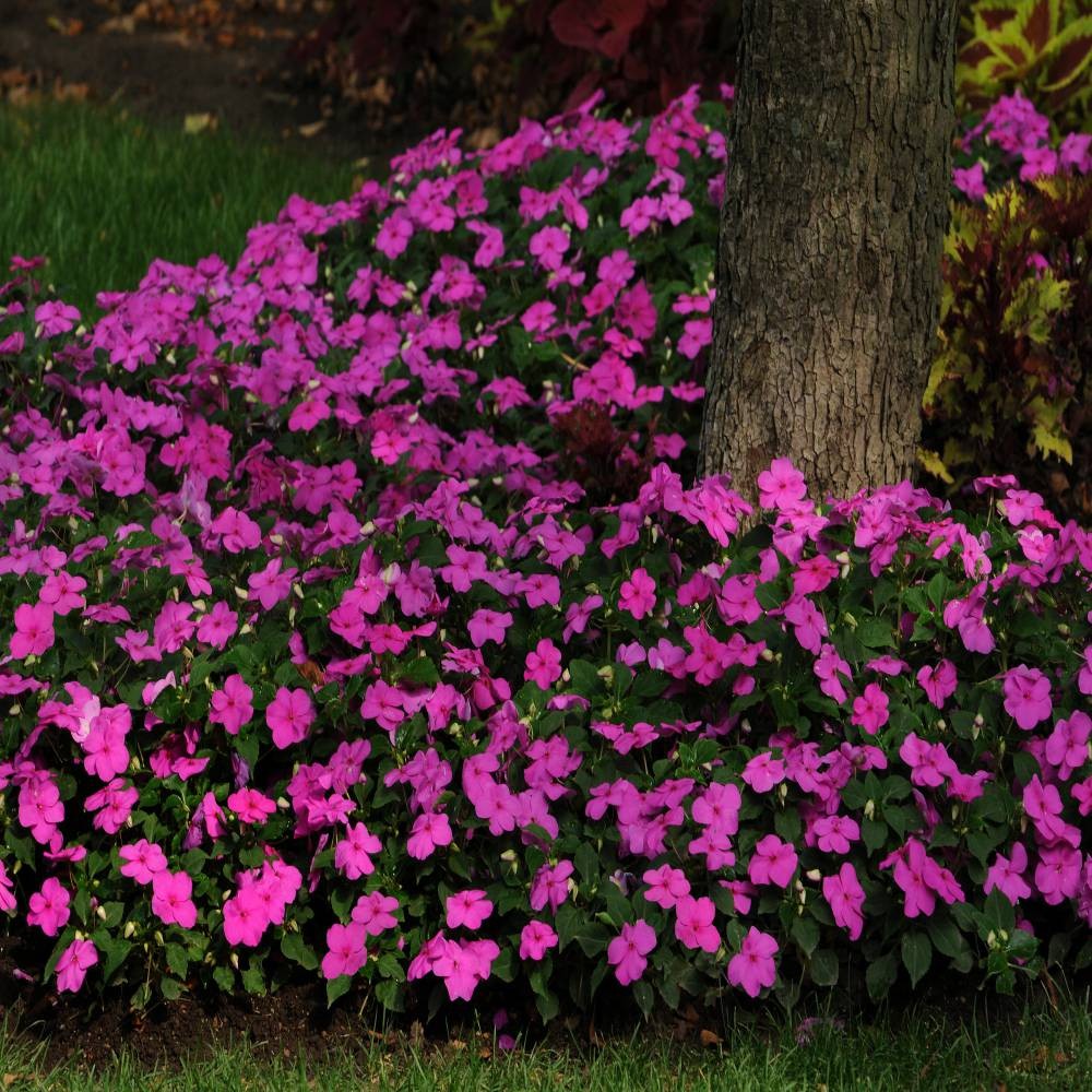 100 Seeds Impatiens Flower Seeds – Violet Impatiens