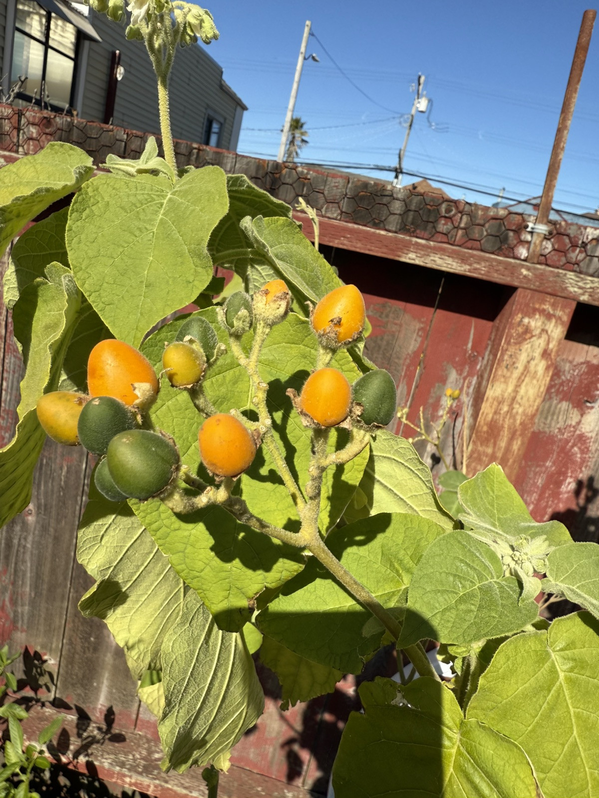 20x Dwarf Tamarillo Solanum abutiloide yellow tree tomato seeds