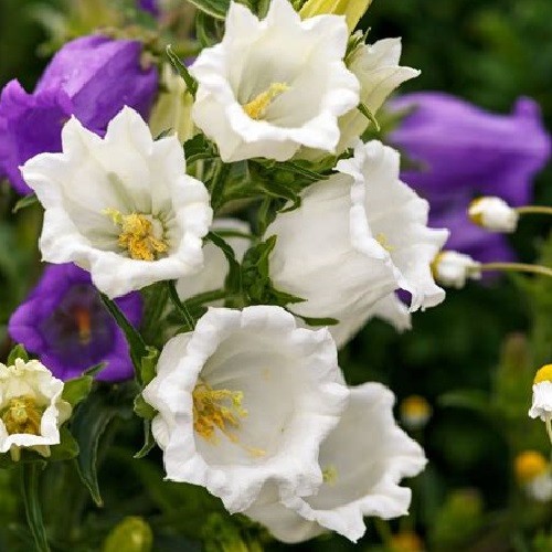 Canterbury Bells Flower Seeds Mixed Colors Campanula Cup & Saucer Vivid Flowers