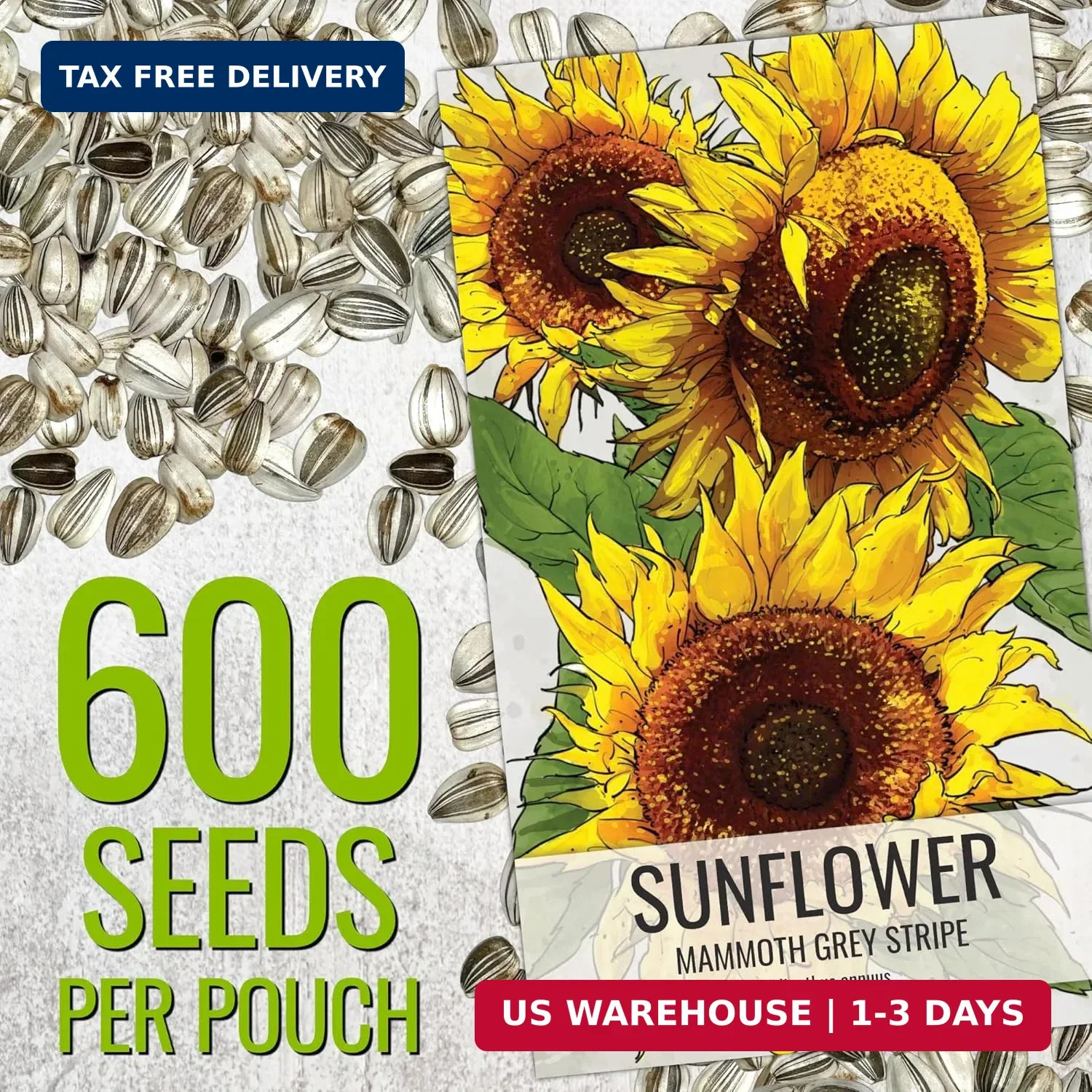 Seed Needs Sunflower Seeds to Plant 600+ Mammoth Grey Stripe Seeds | Heirloom Se