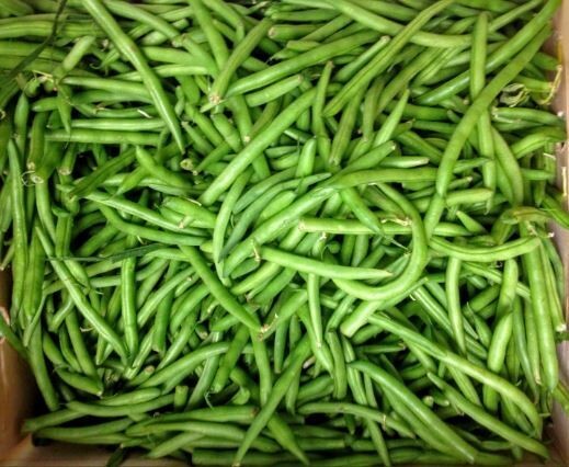 Harvester Bush Bean, 50+ Vegetable Heirloom Garden Seeds, Non-GMO. FREE SHIPPING