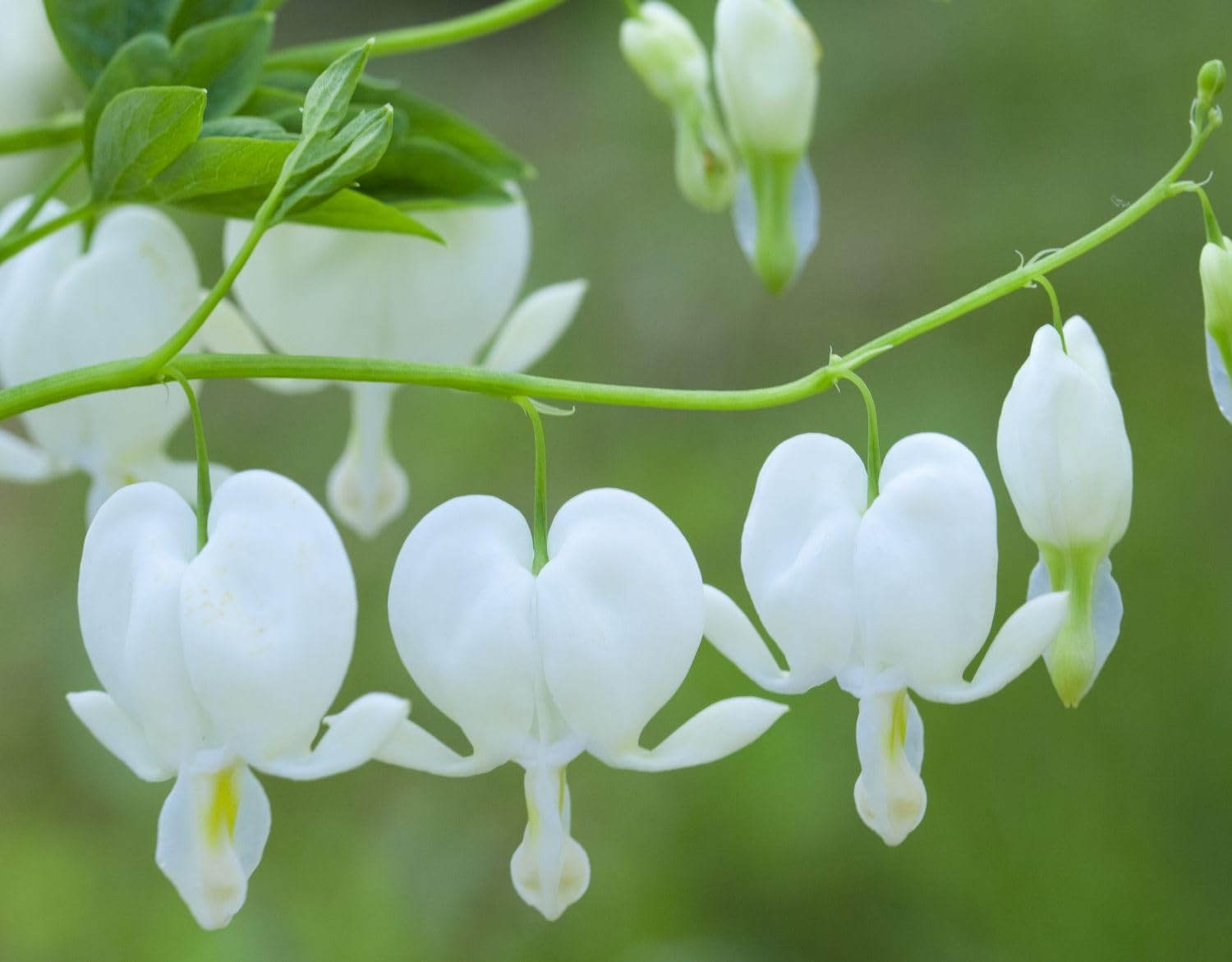 20 pcs Rare Mix Color Red Pink Purple White Bleeding Heart Seeds Shade Flower…