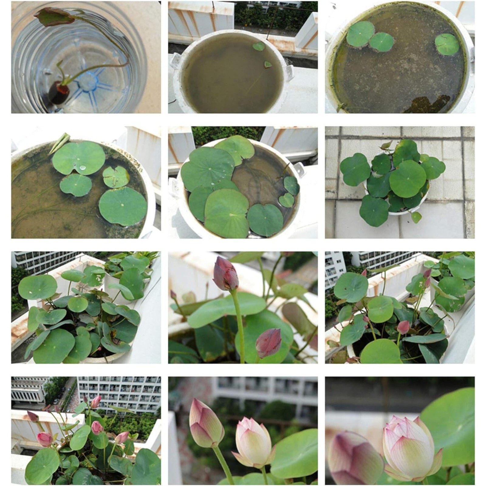 15pcs Lotus Seeds Mixed Color Bonsai Bowl Lotus Indoor Outdoor Aquatic Gardens