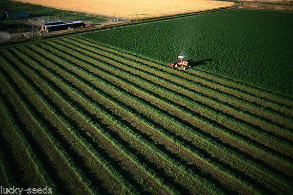 Alfalfa Seed (Non-GMO) “Queen Of Forage” – 1/4 lb.