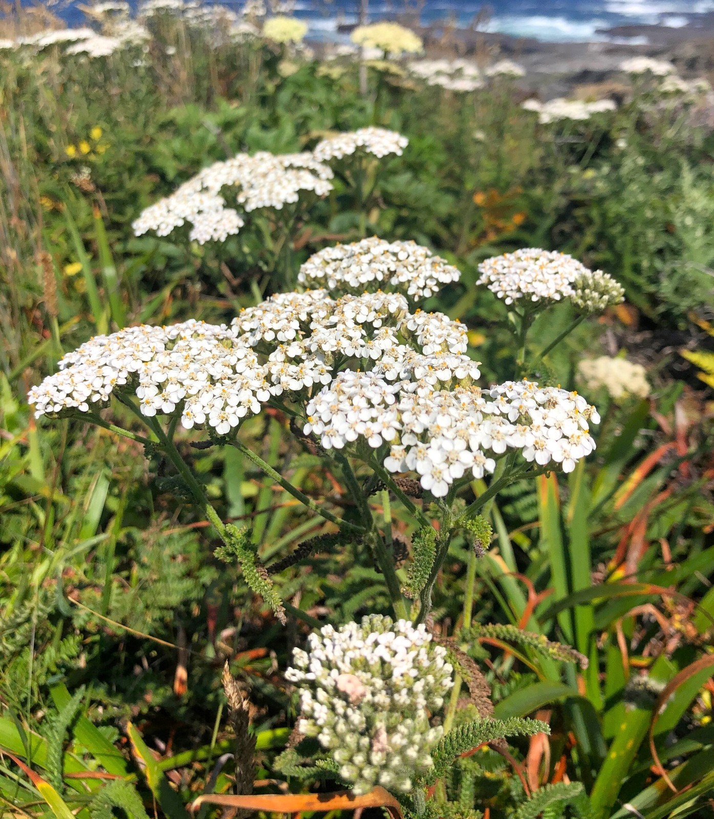 White Yarrow Seeds | Achillea Millefolium Milfoil Flower Seed 2024 Fast Shipping