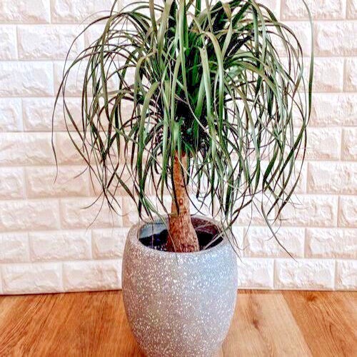 Ponytail Palm Tree Seeds Beaucarnea recurvata Elephant Foot Indoor House Plant