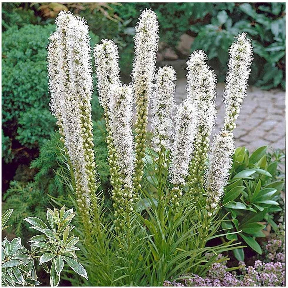 White Liatris Spicata – 5 Bulbs, Blazing Star Plant, Elegant Perennial Liatris,