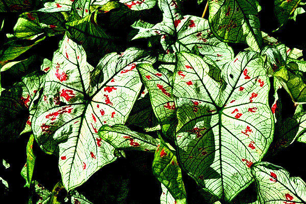 Caladium Bulbs Strawberry Star 7 Bulbs from Florida Plantation