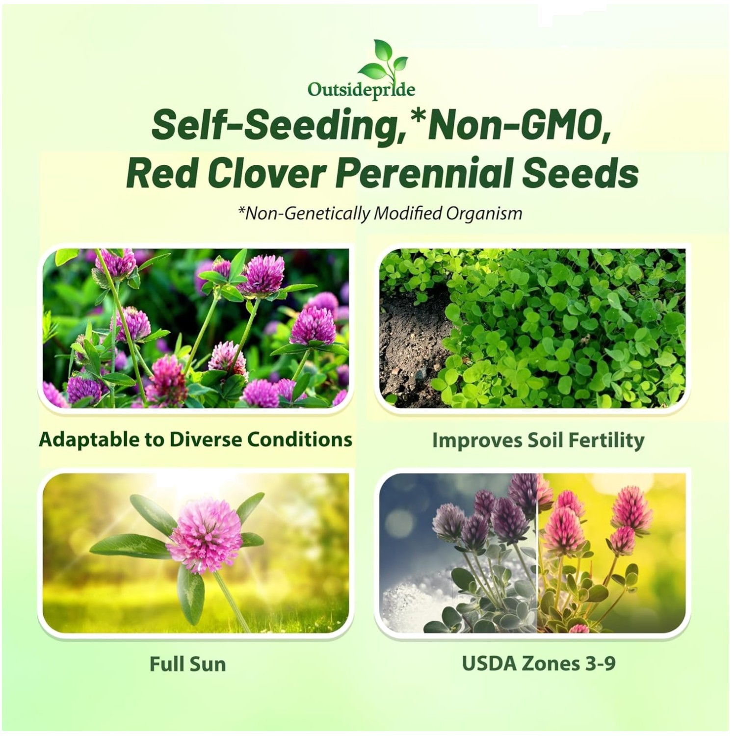 High Yield Red Clover Seeds – 10 lbs. for Companion Planting