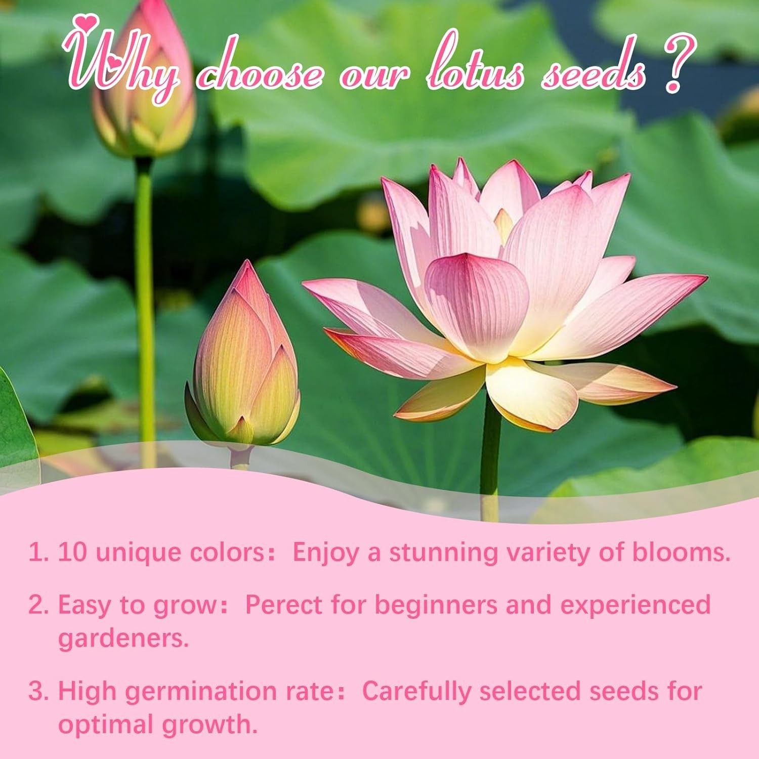 200Pcs Lotus Seeds for Planting – 10 Unique Varieties, Mixed Colors, Includes De