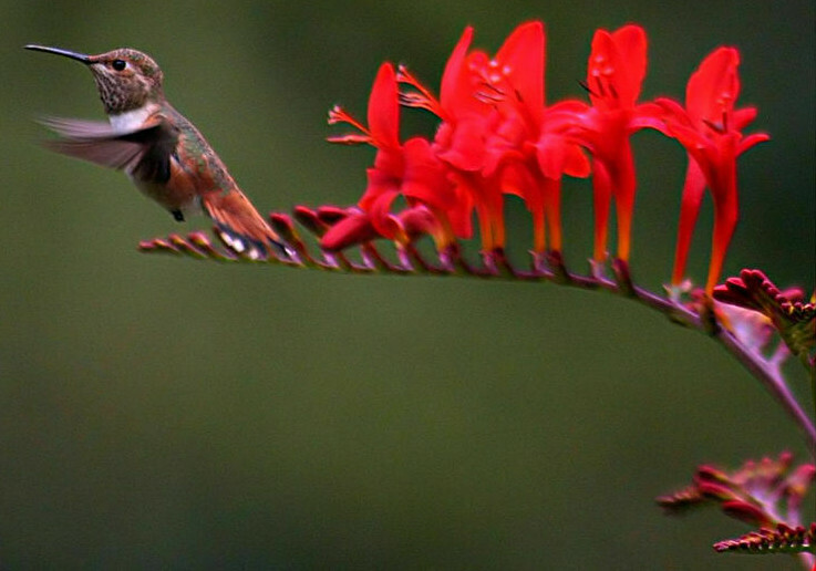 CROCOSMIA LUCIFER 100 SEEDS, bright red flowers, EZ to grow seeds, USA seller