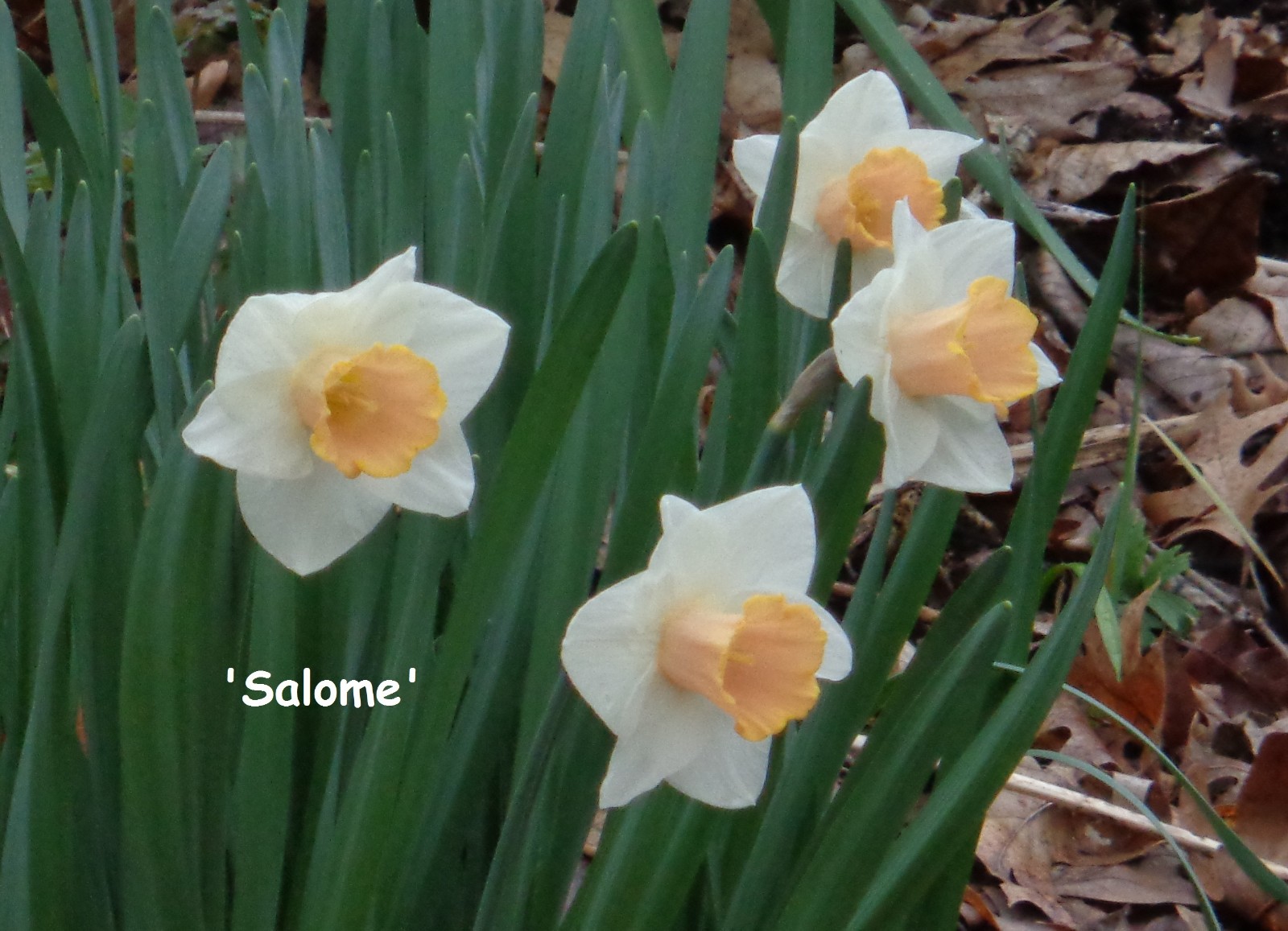 20 DAFFODIL BULBS ~ SALOME Pink White Narcissus Jonquils FromMyGarden*PlsREAD